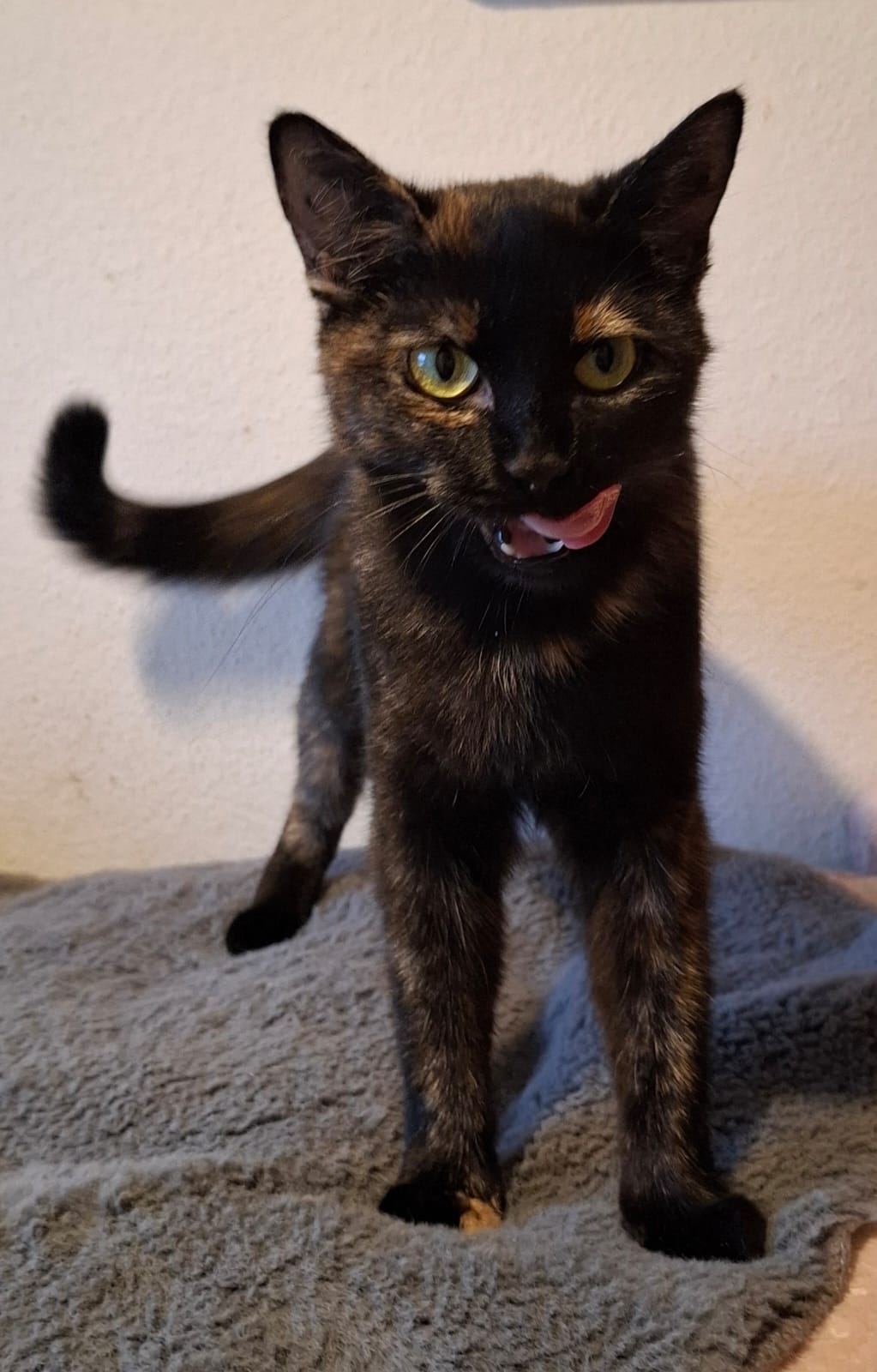 Osita