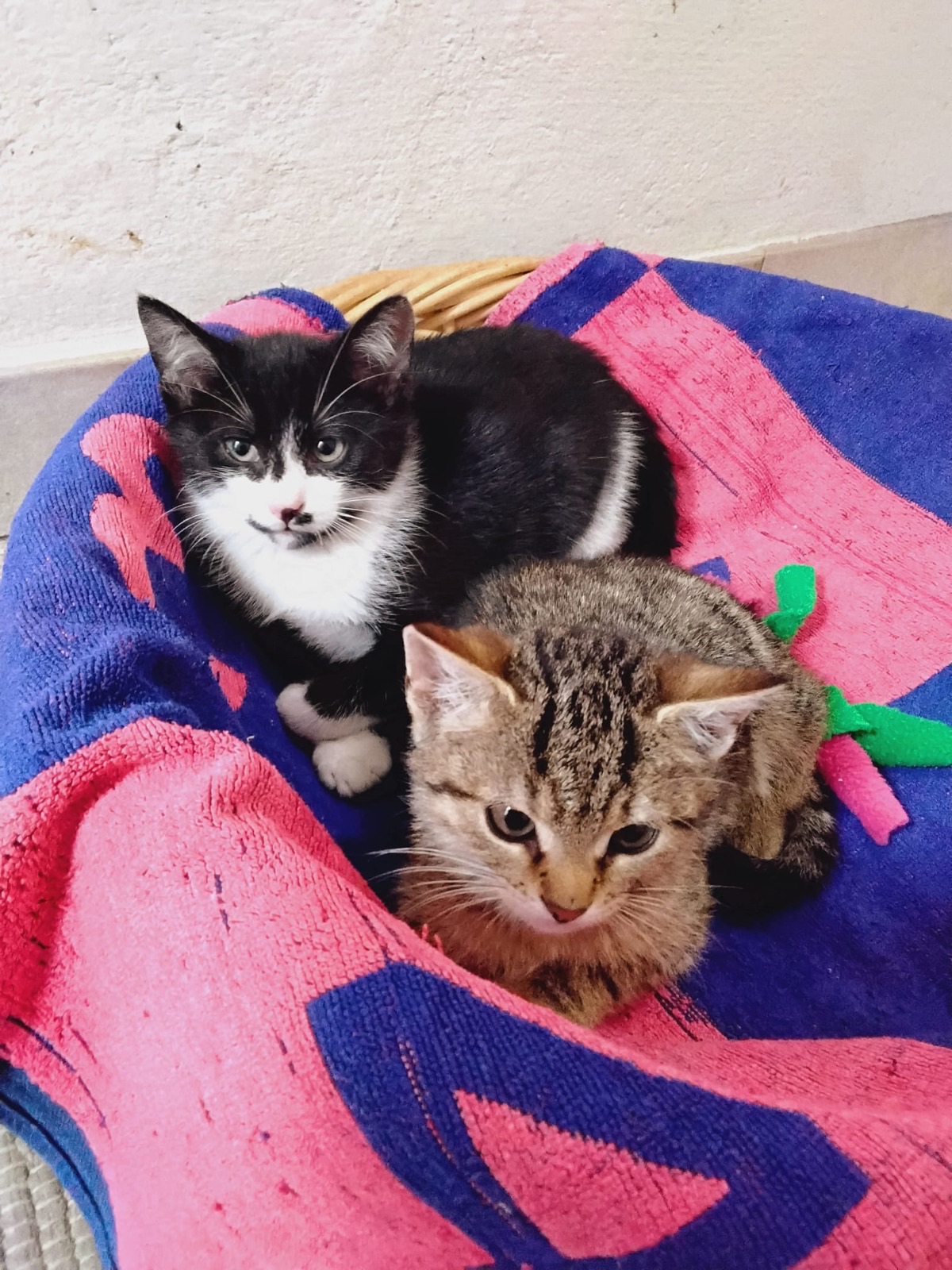 Peanut und Poldi