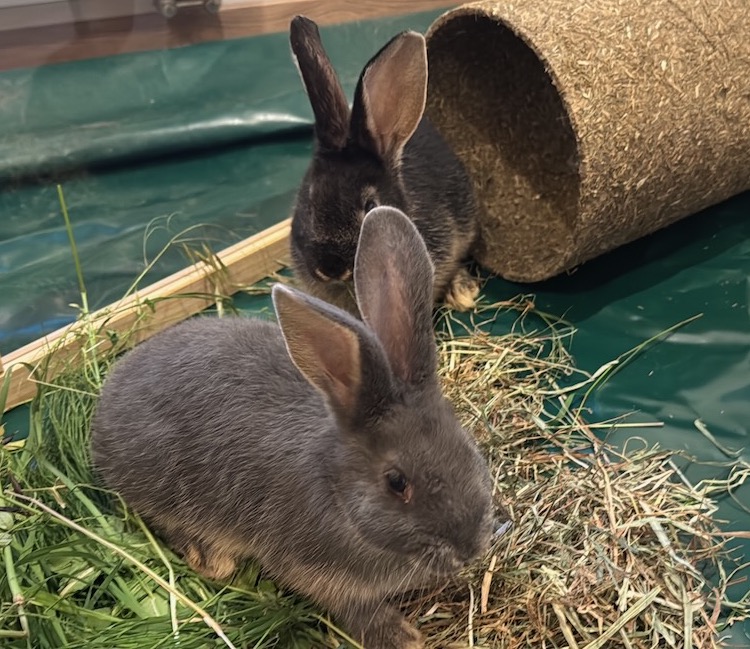 Bugs und Bunny
