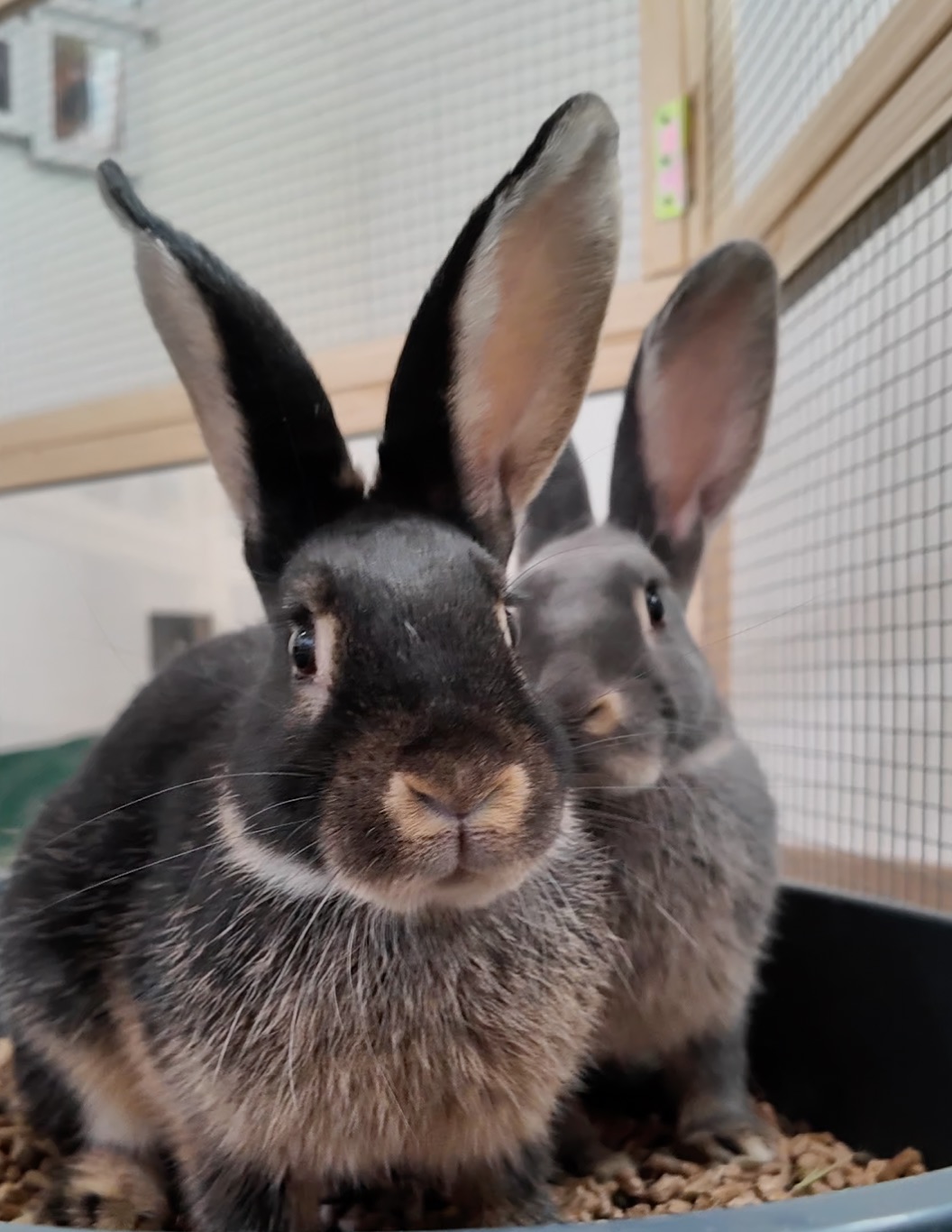 Bugs und Bunny