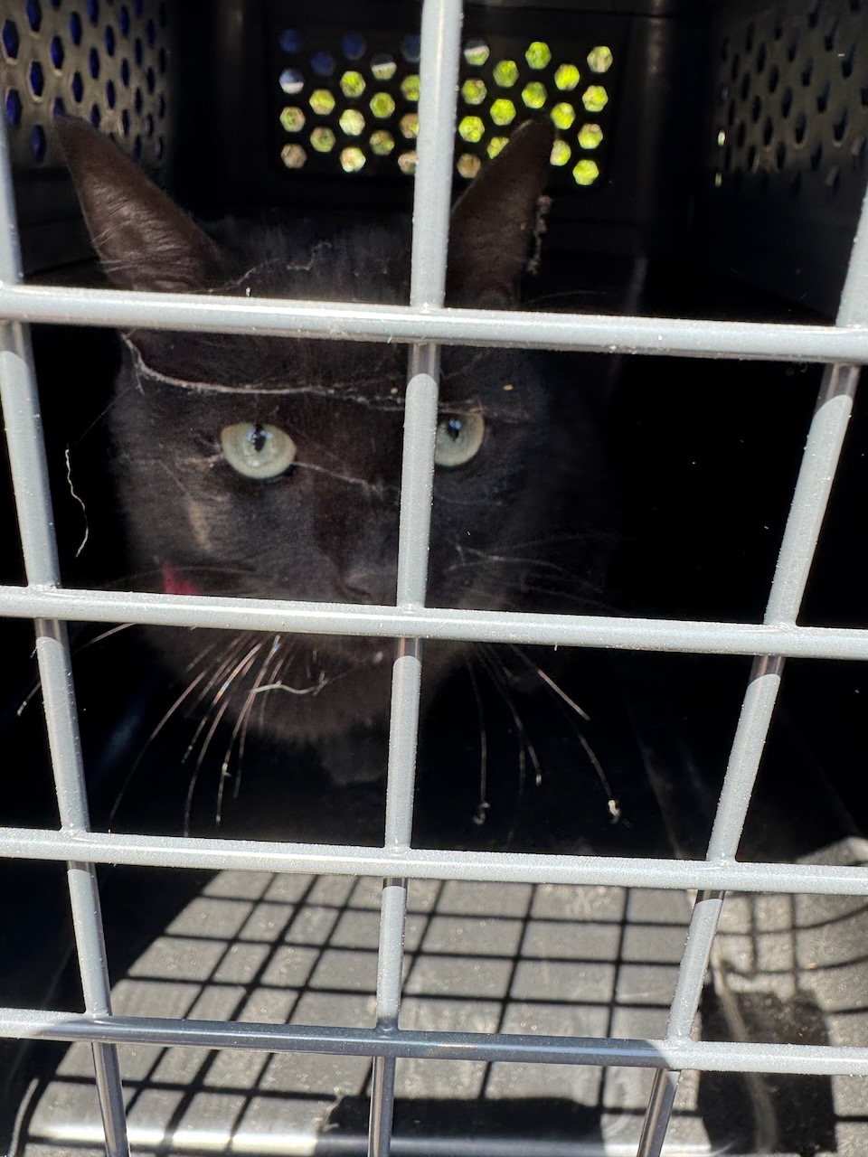 Katze aus Bühler Stadtkeller gesichert