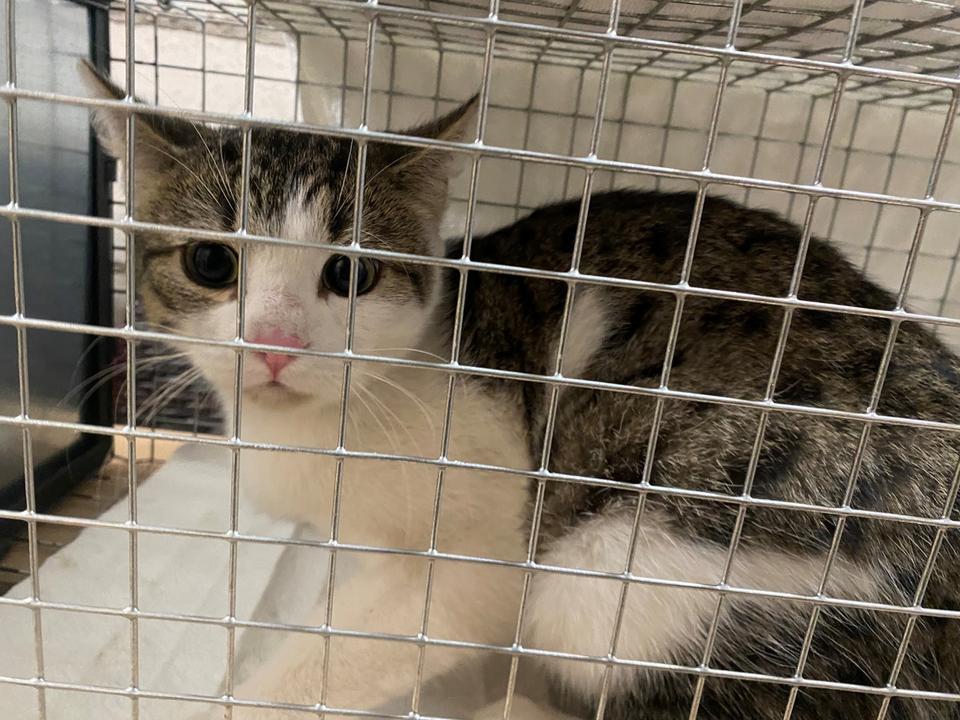 Crowdfunding-Projekt 'Katzenschutz' erfolgreich!