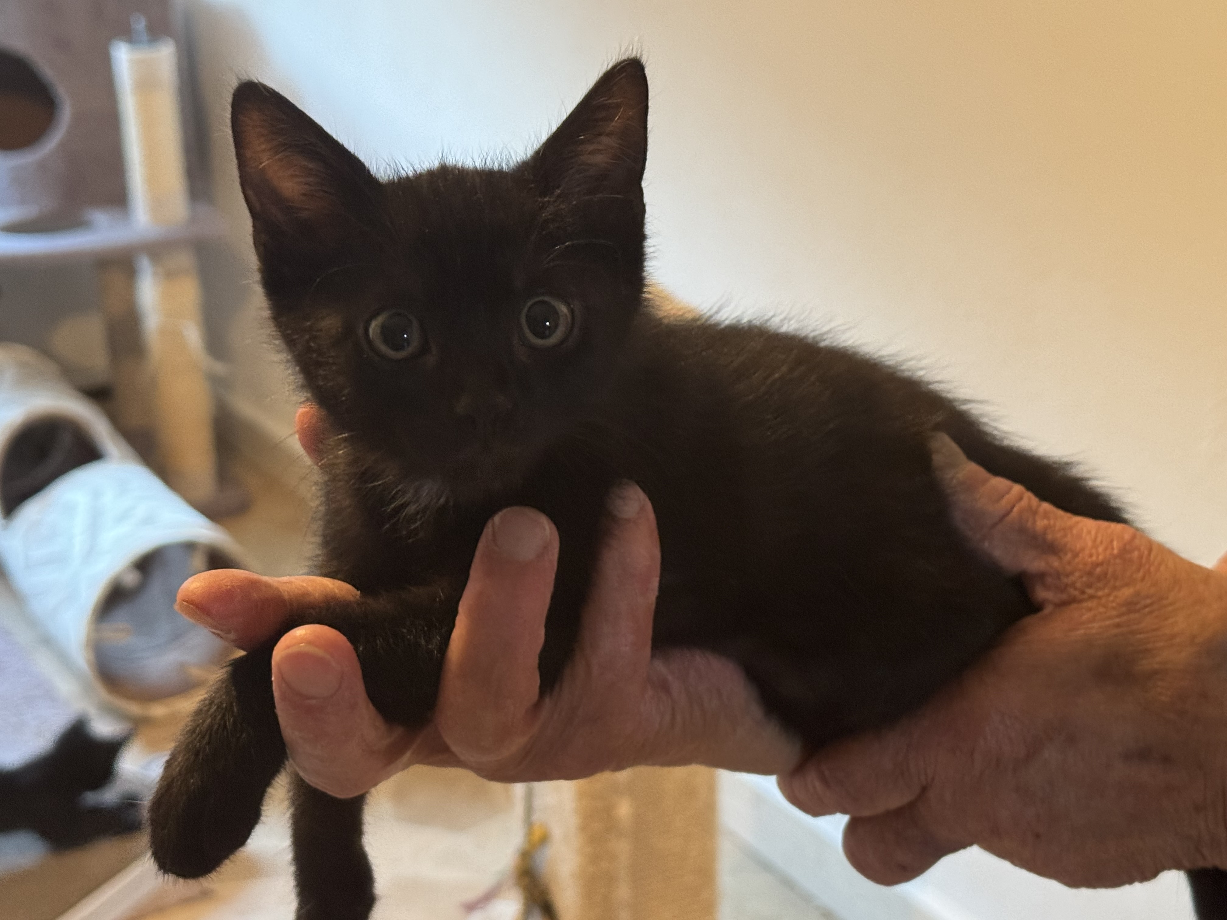 Blacky