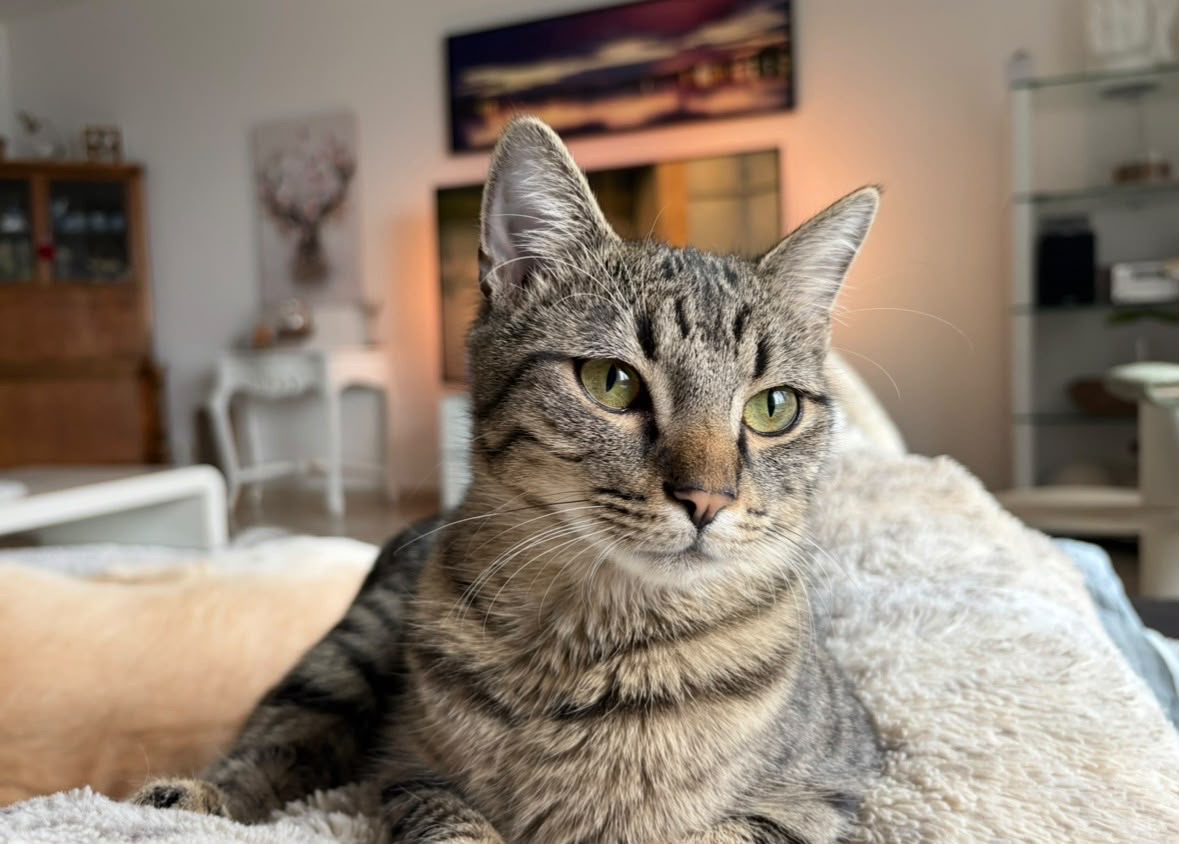 Enzo
