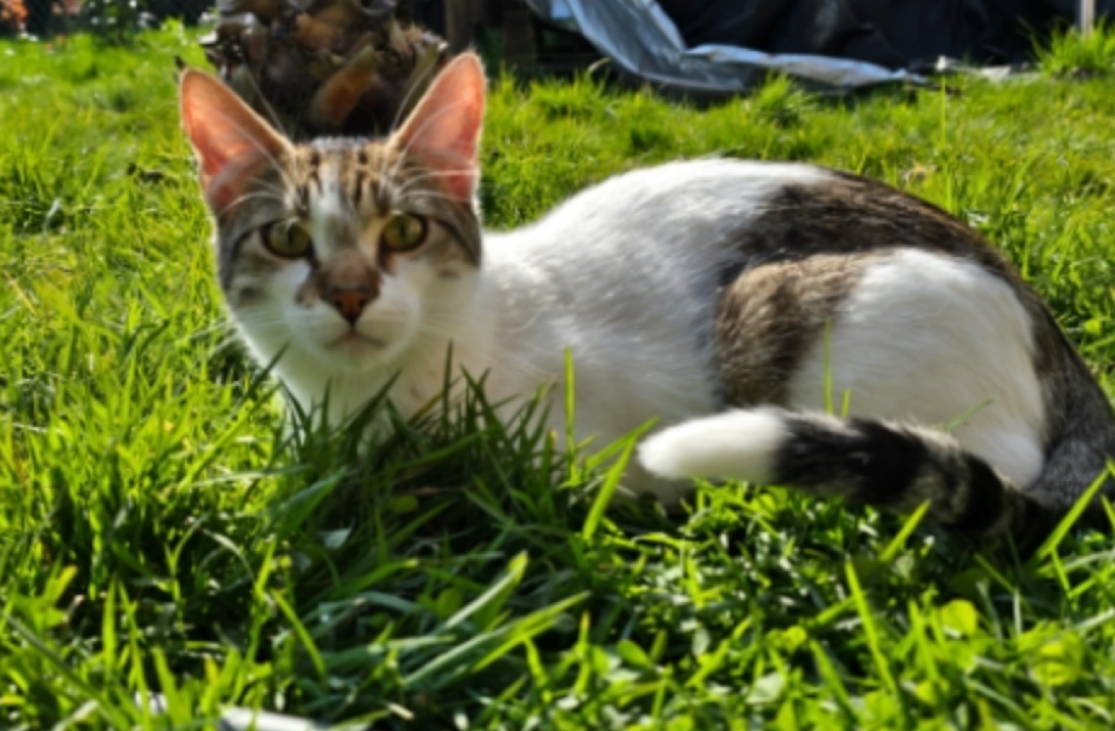 Balu