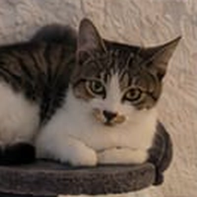 Dina