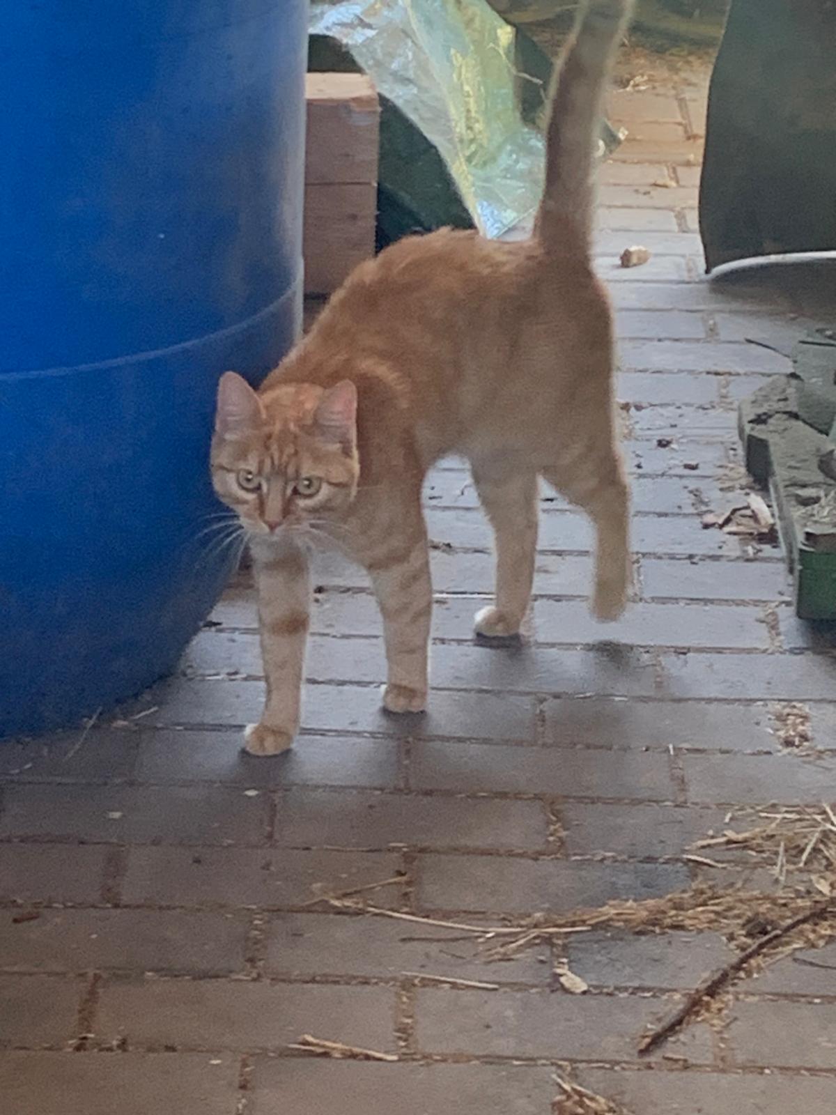 Roter Kater