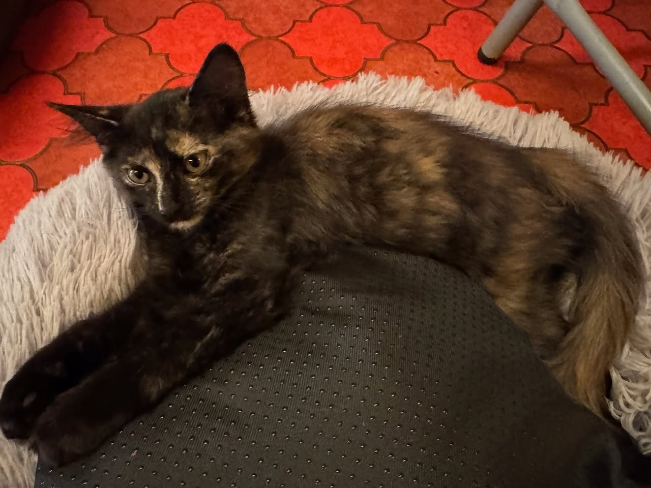 Osita und Orla