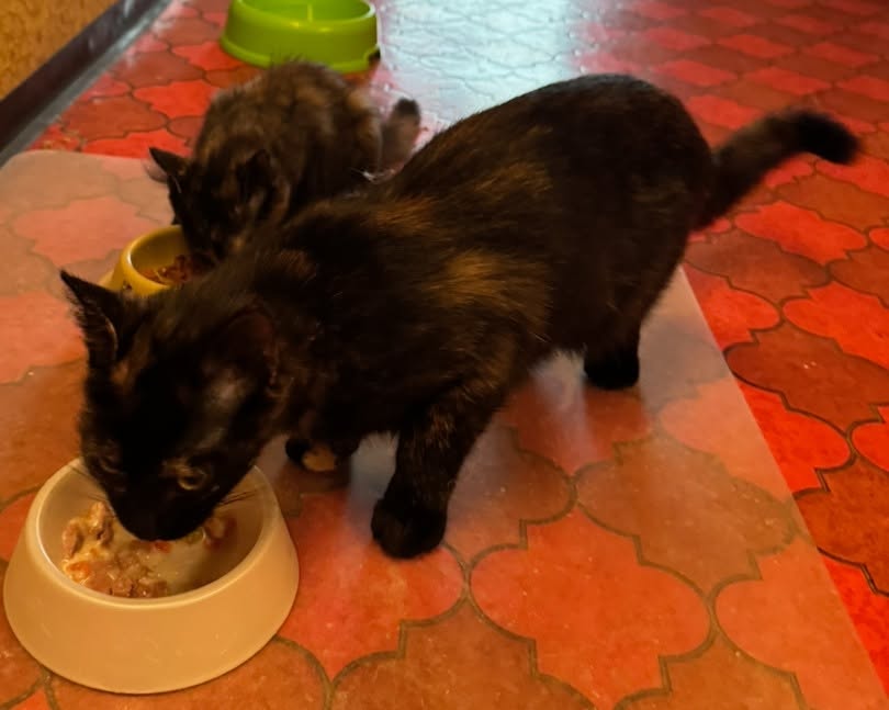 Osita und Orla