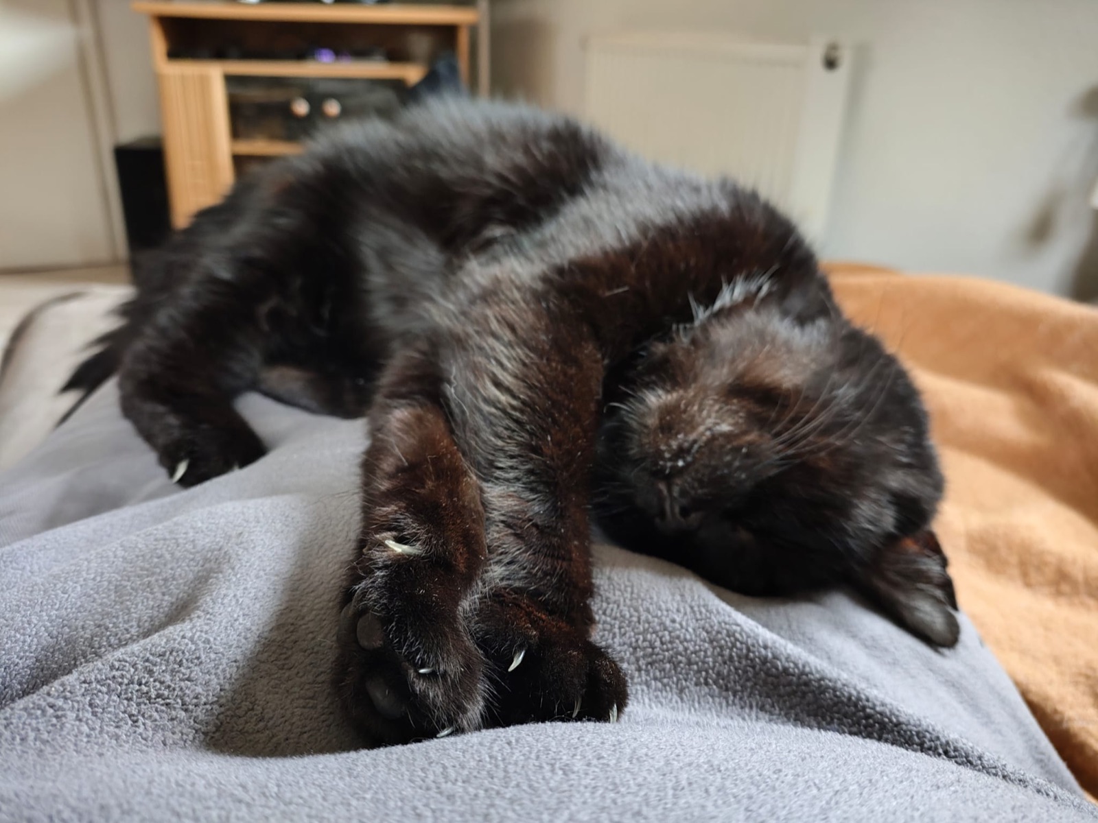 Schnuffi